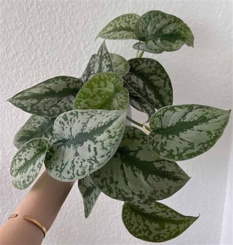 pothos silvery ann