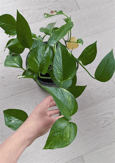 pothos temperature tolerance