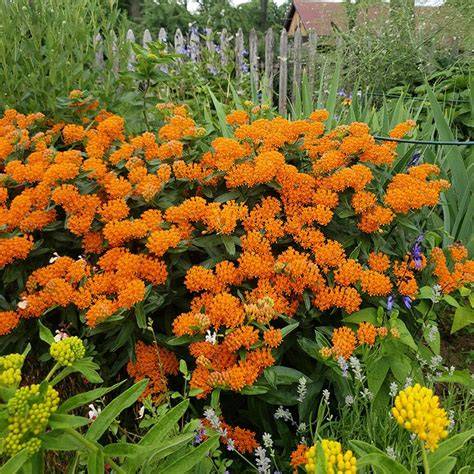 potted butterfly weed