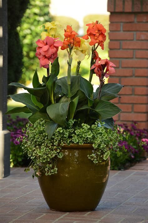 potted canna lily companion plants