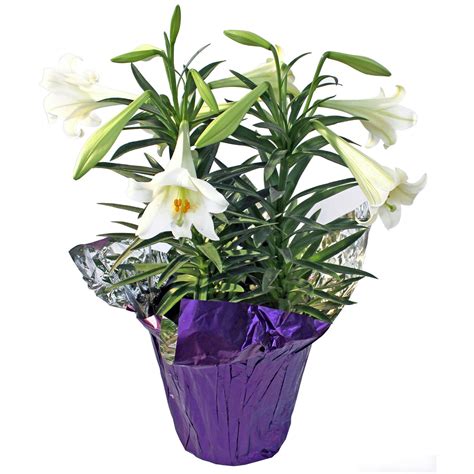 potted easter lilies