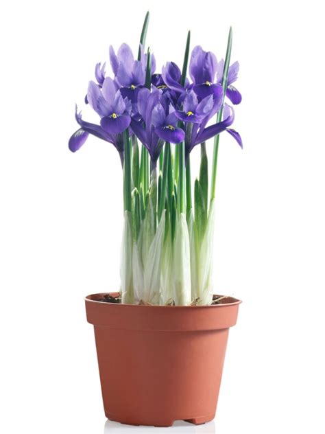 potted iris