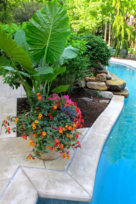 potted plants around pool full sun