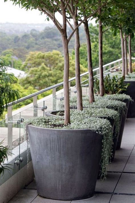 potted trees for garden