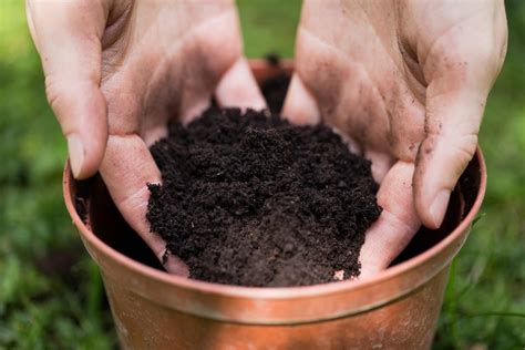 potting soil for outdoor plants