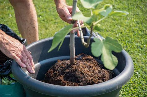potting soil for trees