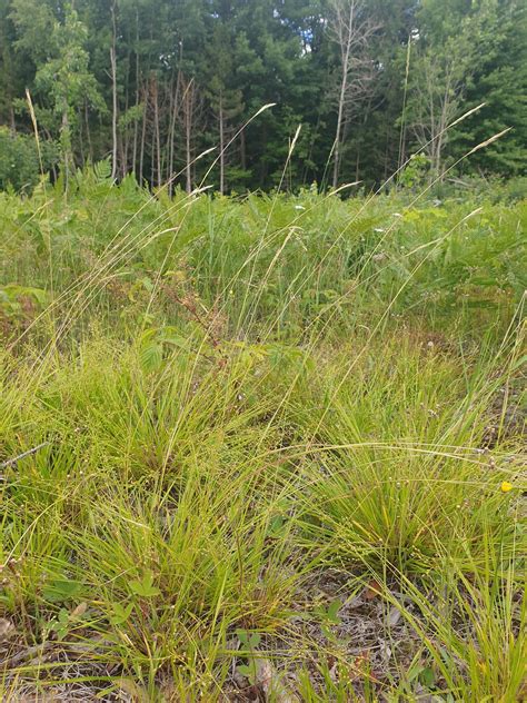 poverty grass information