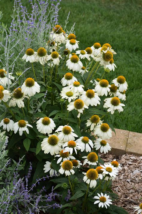 pow wow white coneflower