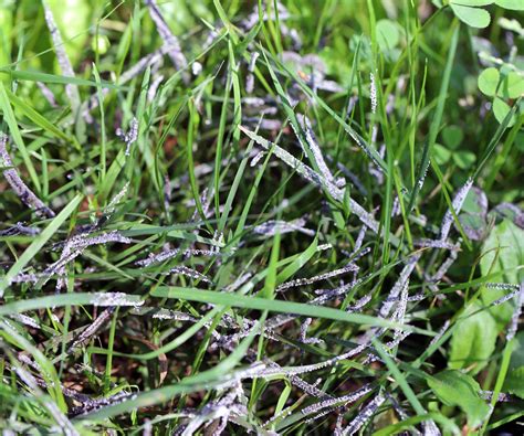 powdery mildew on grass