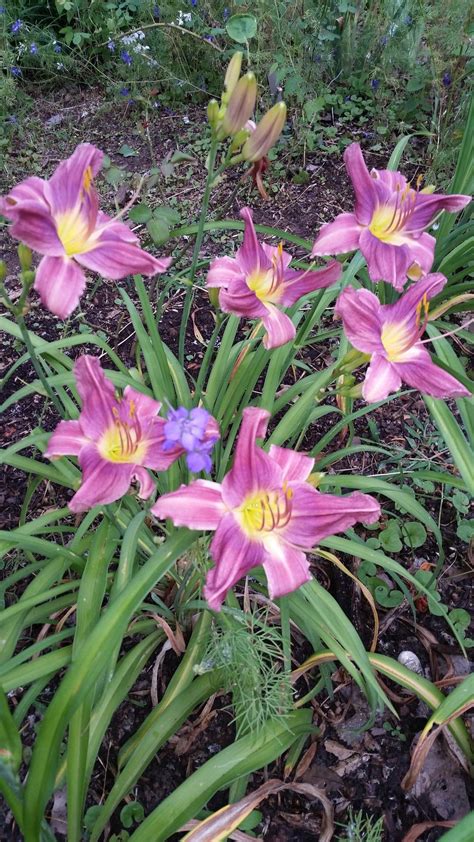 prairie blue eyes daylily