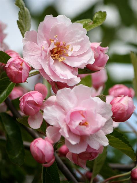 prairie rose crabapple tree