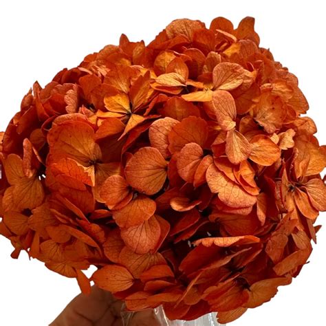 preserved hydrangea