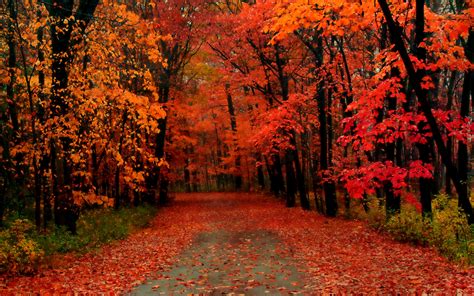 pretty autumn trees