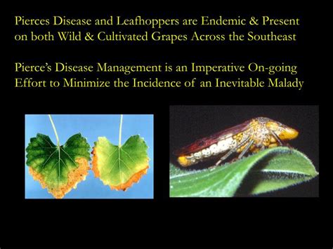 preventing pierces disease