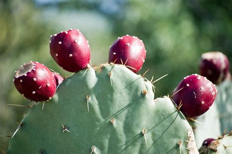 prickly pear cactus edible