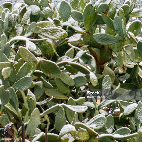 prickly pear snow cactus