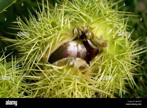 prickly seed case