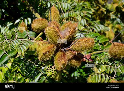 prickly seed casing