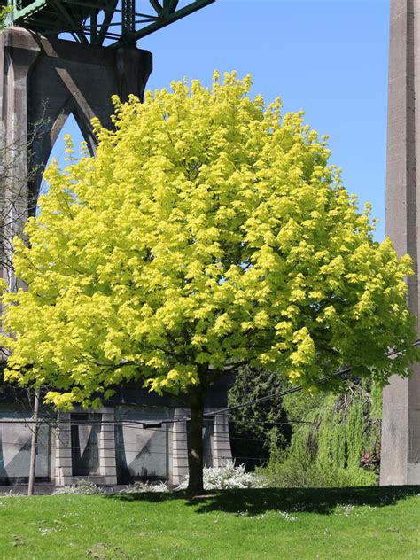 princeton gold maple tree