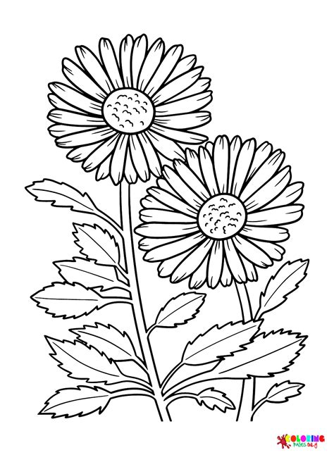 printable daisy coloring pages