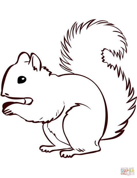 printable squirrel coloring pages