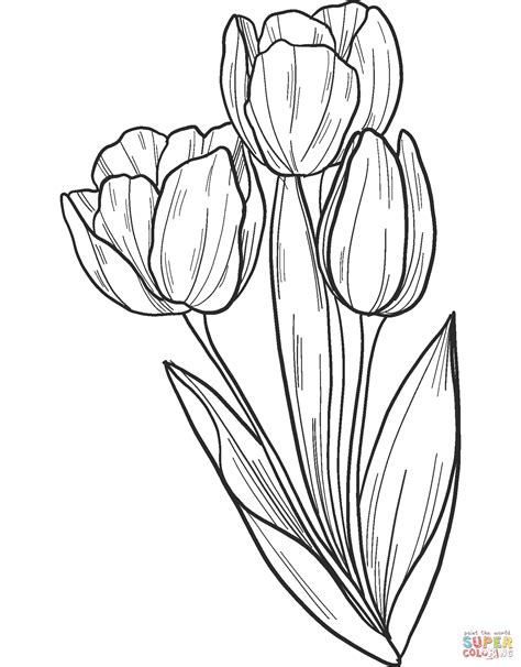 printable tulip coloring pages
