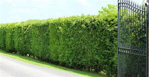 privacy trees for florida