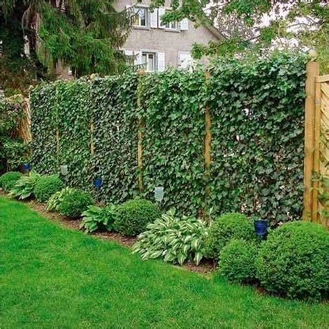 privacy vines for fence