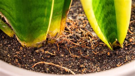 problems with plant roots