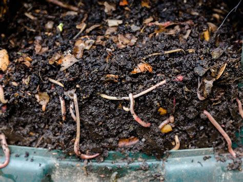 problems with vermicomposting