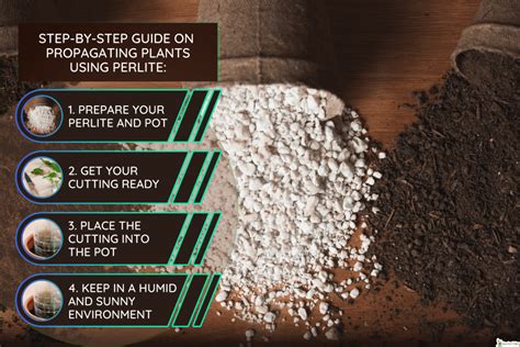 propagate in perlite