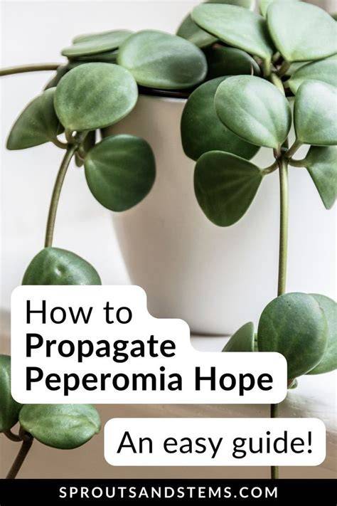 propagate peperomia hope