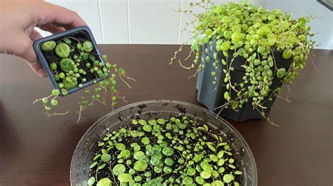 propagate string of turtles