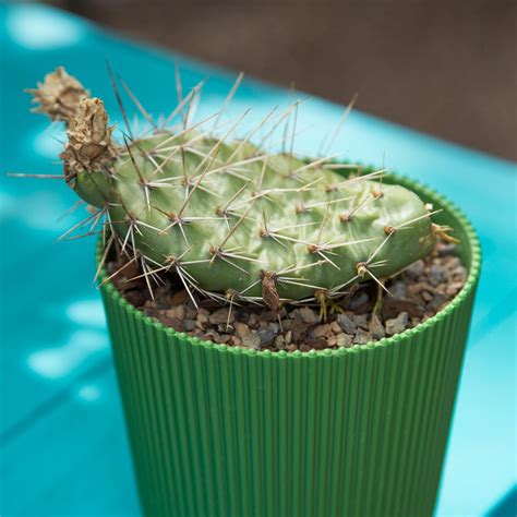 propagating cactus pads