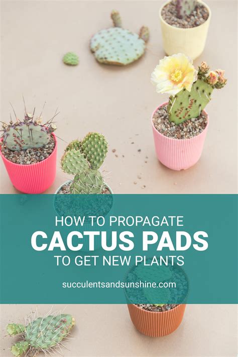 propagating cactus pads