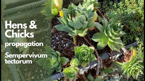 propagating hens and chicks