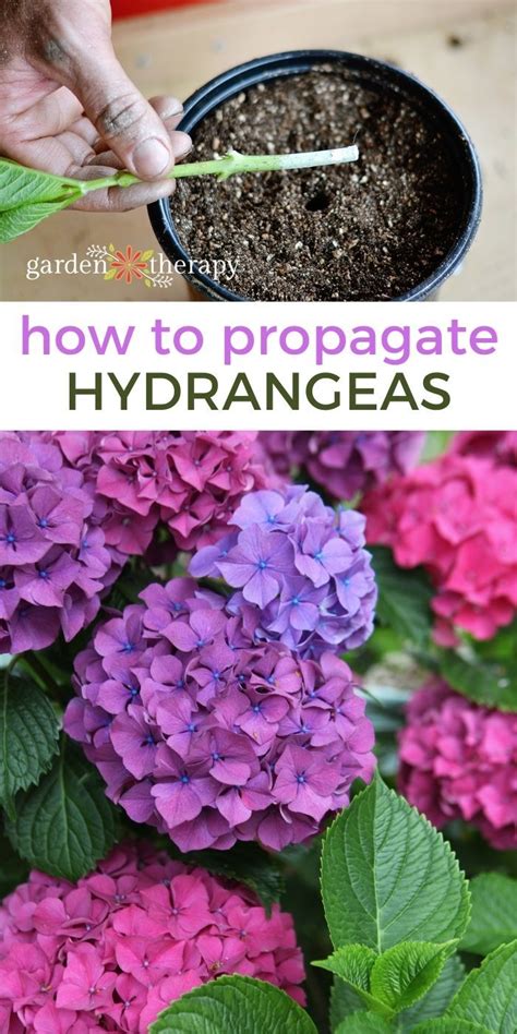 propagating hydrangeas in water