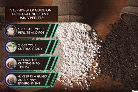 propagating in perlite