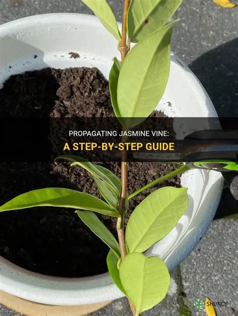 propagating jasmine vine