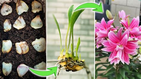 propagating lilies