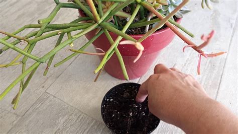 propagating pencil cactus
