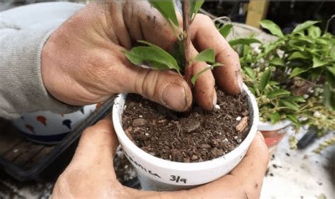 propagating pieris plants