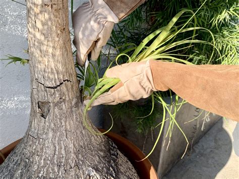 propagating ponytail palm pups
