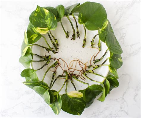 Propagating Pothos by Division