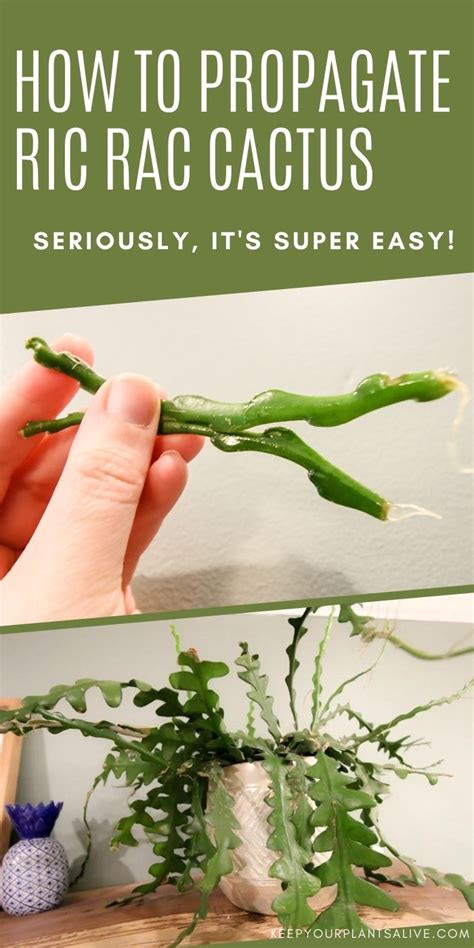 propagating ric rac cactus