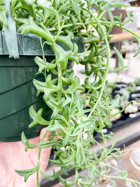 propagating string of dolphins