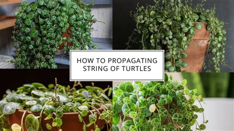 propagating string of turtles