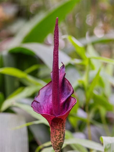 propagating voodoo lilies