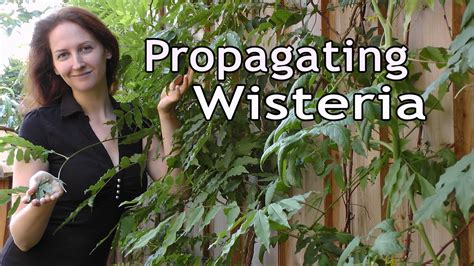 propagating wisteria