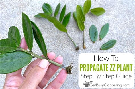 propagating zz plants